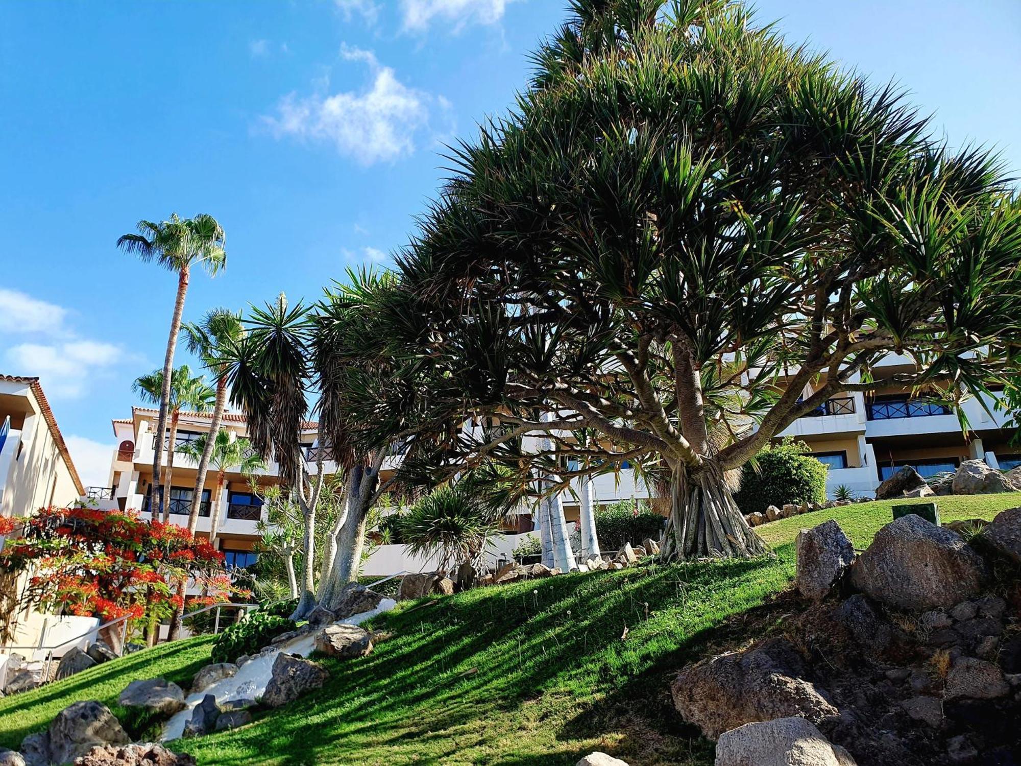 Spacious Apartment With Private Garden In Tenerife South 산미겔데아보나 외부 사진